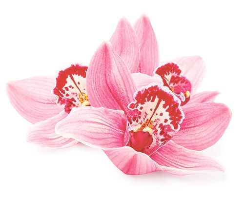 BeautyLight: Mehr Collagen, weniger Falten